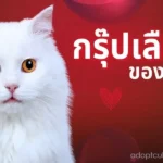 แมวมีกรุ๊ปเลือดไหม สิ่งสำคัญที่เจ้าของแมวควรรู้