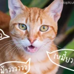 แมวมี 20 เสียงในการสื่อความหมาย