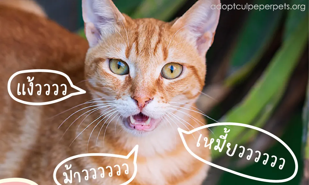 แมวมี 20 เสียงในการสื่อความหมาย