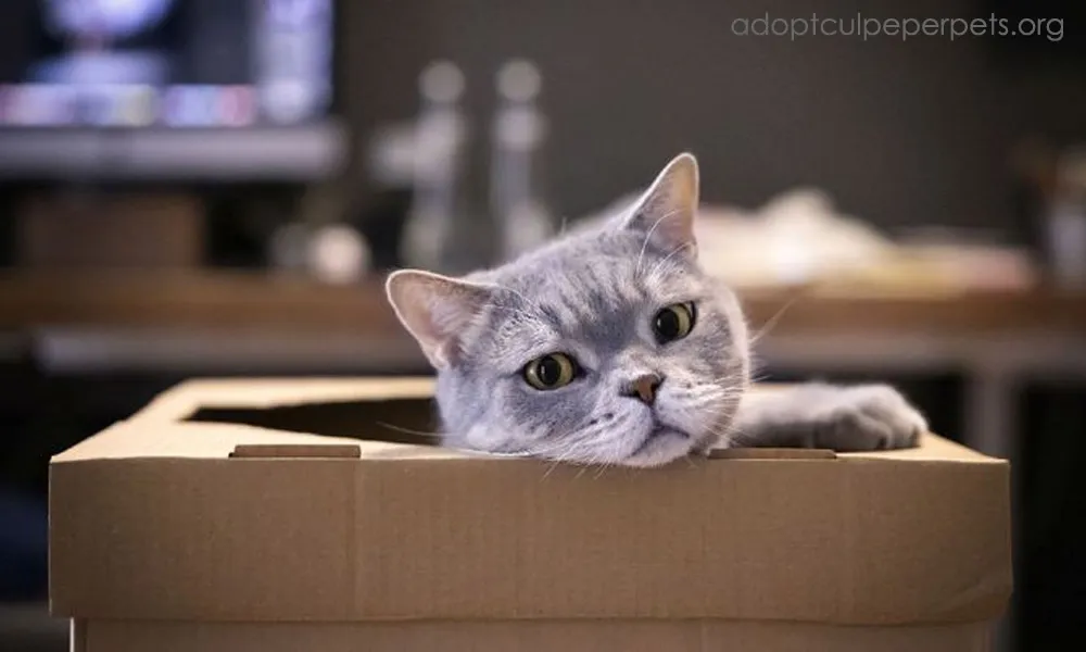 ทำไมแมวชอบเล่นกับกล่องกระดาษ