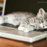 ทำไมแมวชอบนอนบนโน้ตบุ๊ก