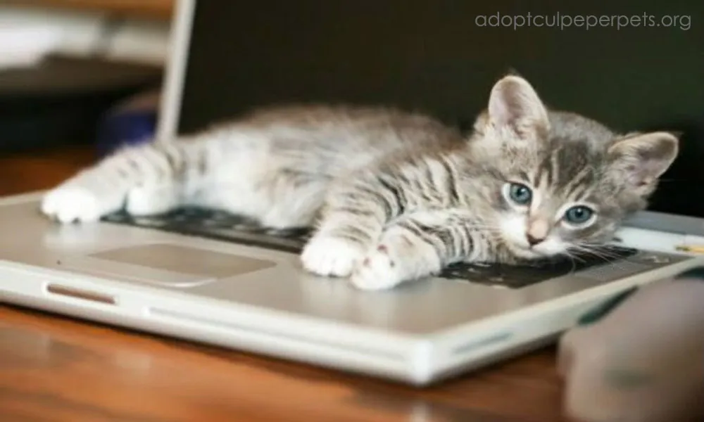 ทำไมแมวชอบนอนบนโน้ตบุ๊ก