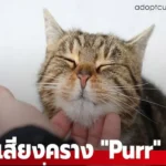 ทำไมแมวถึงส่งเสียง Purr