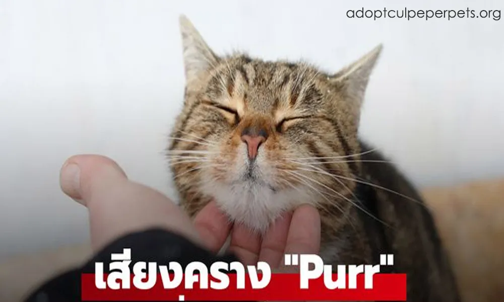 ทำไมแมวถึงส่งเสียง Purr