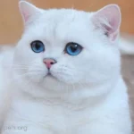 แมวขนสีขาวตาสีฟ้ามักหูหนวกจริงไหม?