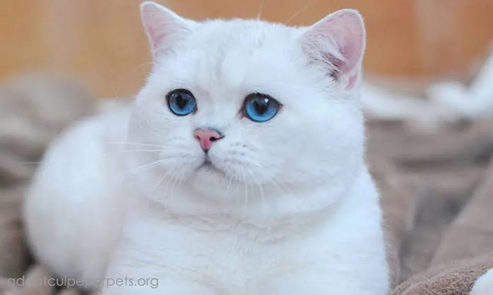 แมวขนสีขาวตาสีฟ้ามักหูหนวกจริงไหม?