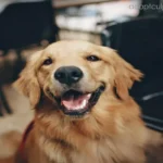 โกลเด้นรีทรีฟเวอร์ (Golden Retriever)