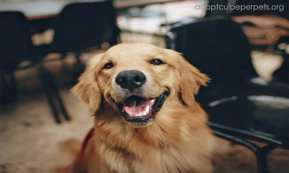 โกลเด้นรีทรีฟเวอร์ (Golden Retriever)